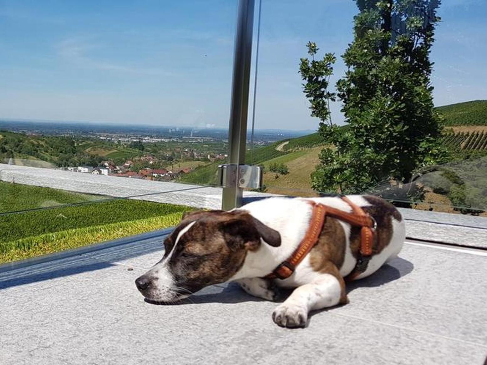 Ferienhaus Mit Panoramablick Buhlertal Ngoại thất bức ảnh